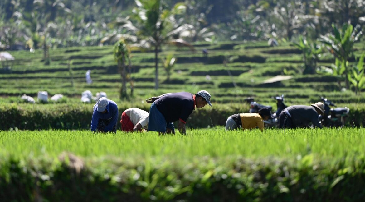 Luas sawah di Malang