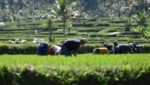 Luas sawah di Malang
