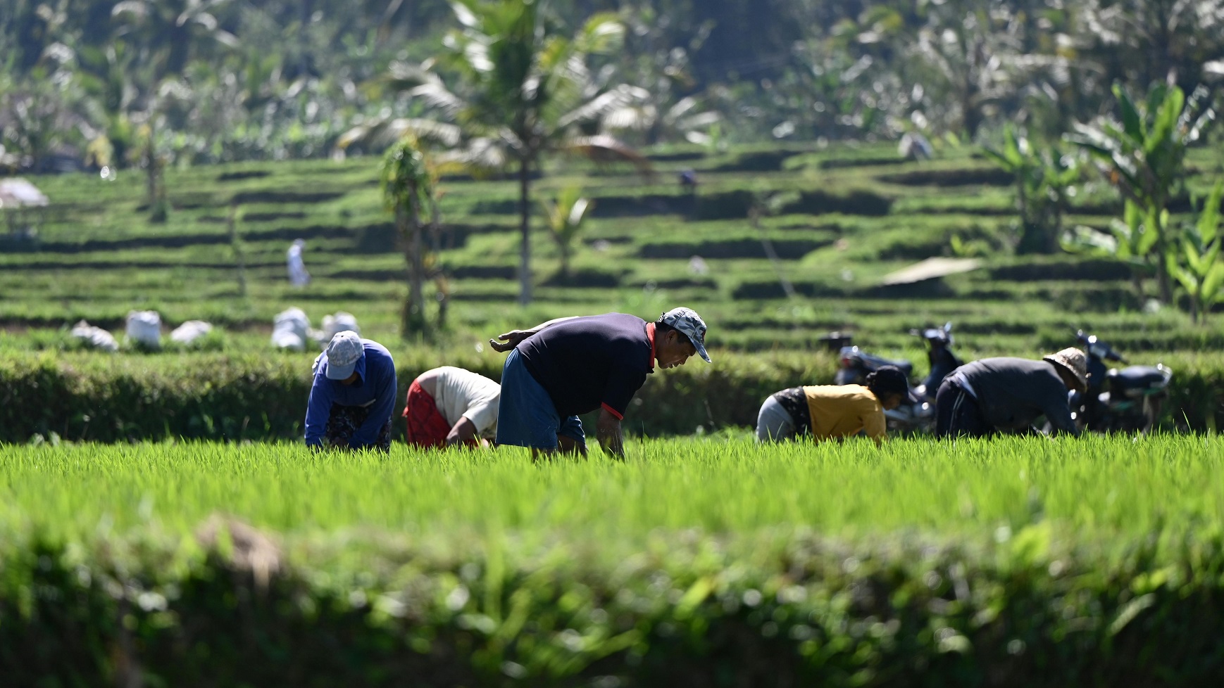 Luas sawah di Malang