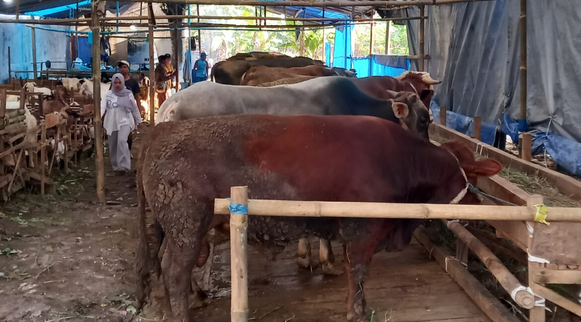 Hewan kurban Kota Malang